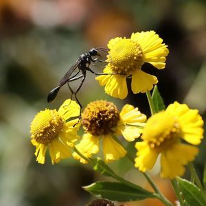 Meet your Posher, Jean